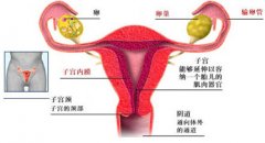 LEEP刀技术还您完美宫颈